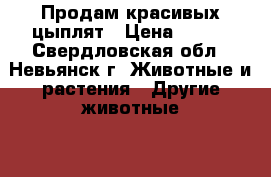 Продам красивых цыплят › Цена ­ 100 - Свердловская обл., Невьянск г. Животные и растения » Другие животные   . Свердловская обл.,Невьянск г.